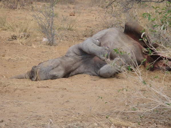 The prey - a Rhino