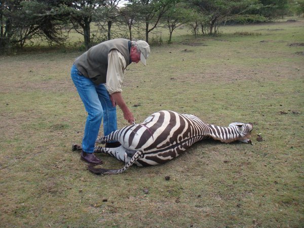 Unfortunate Zebra