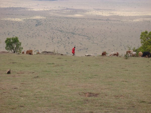 Maasai Herdsman