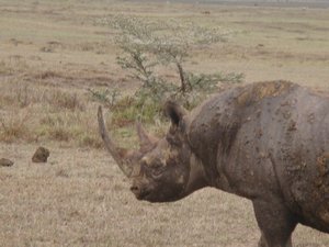 Black Rhino - endangered species