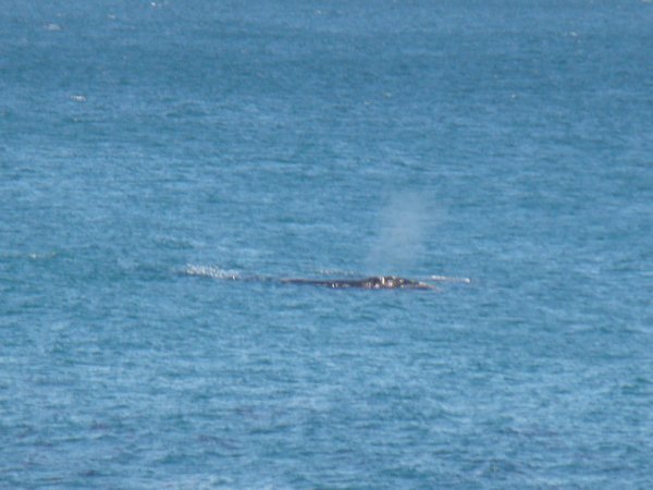 Whale watching in Hermosa