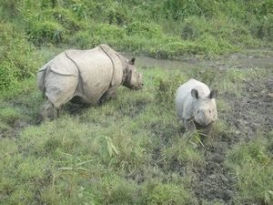 Rhinos in Chitwan iNational Park