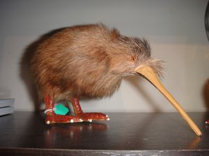 This is the closest I came to a Kiwi bird