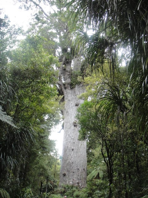 The largest tre in NZ - a Kauri