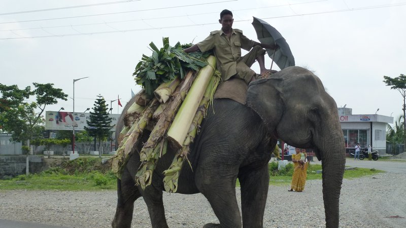 They still use Elephants in India