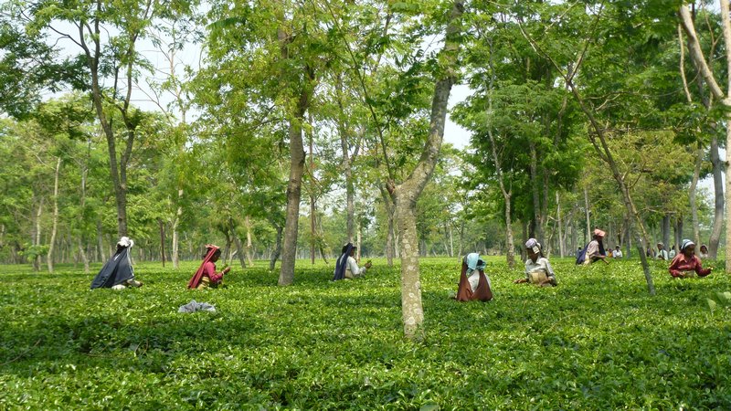 India Tea Gardens
