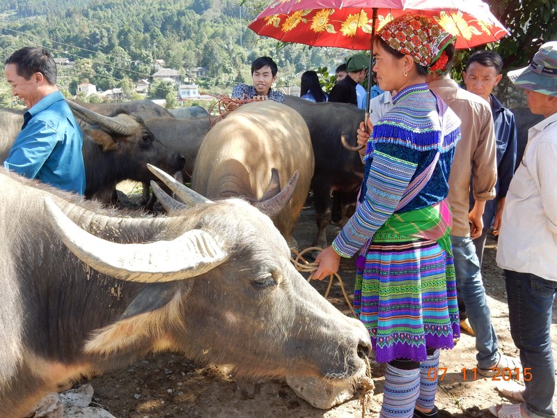 Water Buffalo for sale at market