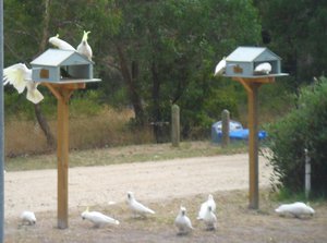Cockatoos Feeding