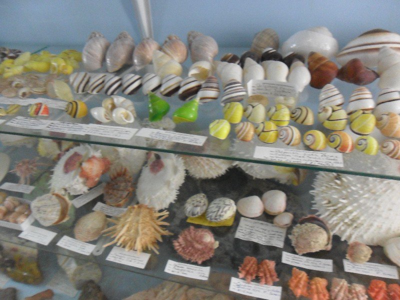 Griffiths Sea Shell Museum and Marine Display