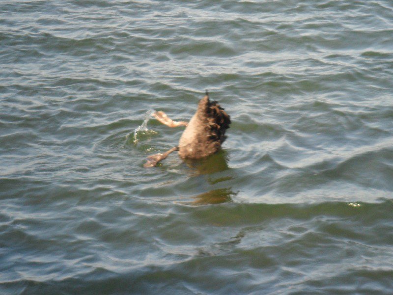 Black Swan feeding on sea grass