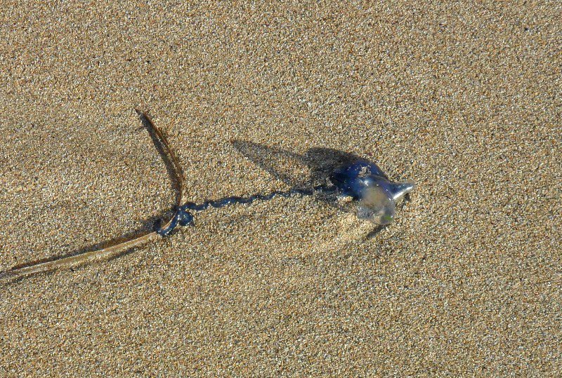 Bluebottle Jellyfish