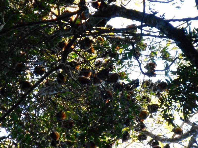 Grey-headed Flying Foxes roosting in a Rose Gum.