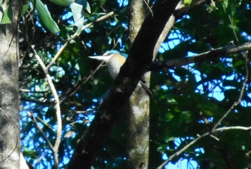 An Azure Kingfisher