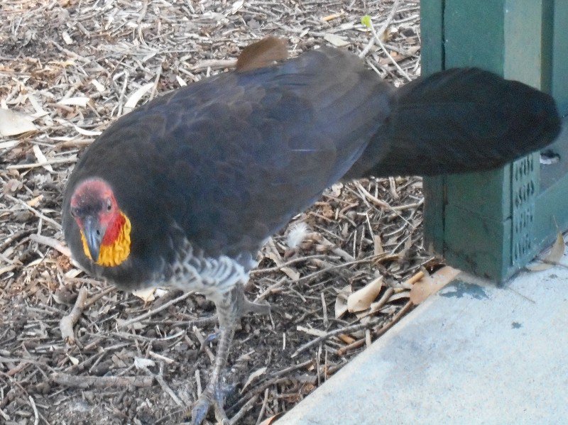 A brazen Brush Turkey took food from our hands.