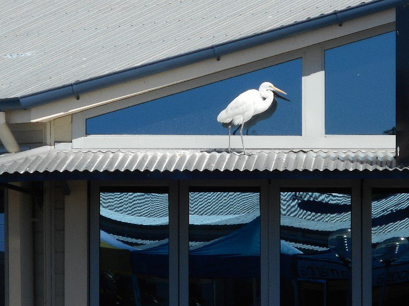 A White Heron on the Roof of Tewantin Harbour, Noosa Heads