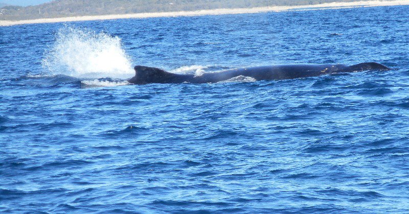 Humpback Whales in Laguna Bay