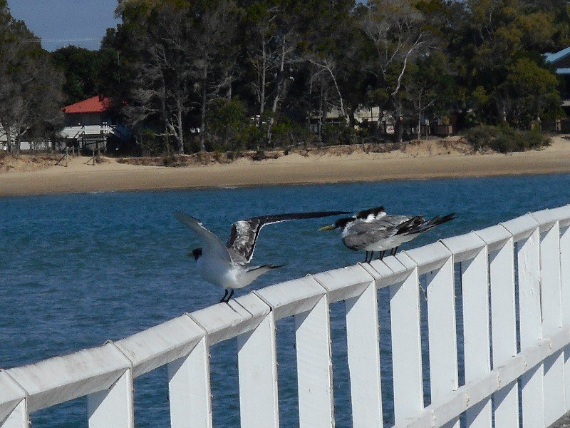 Crested Terns on Urangan Pier