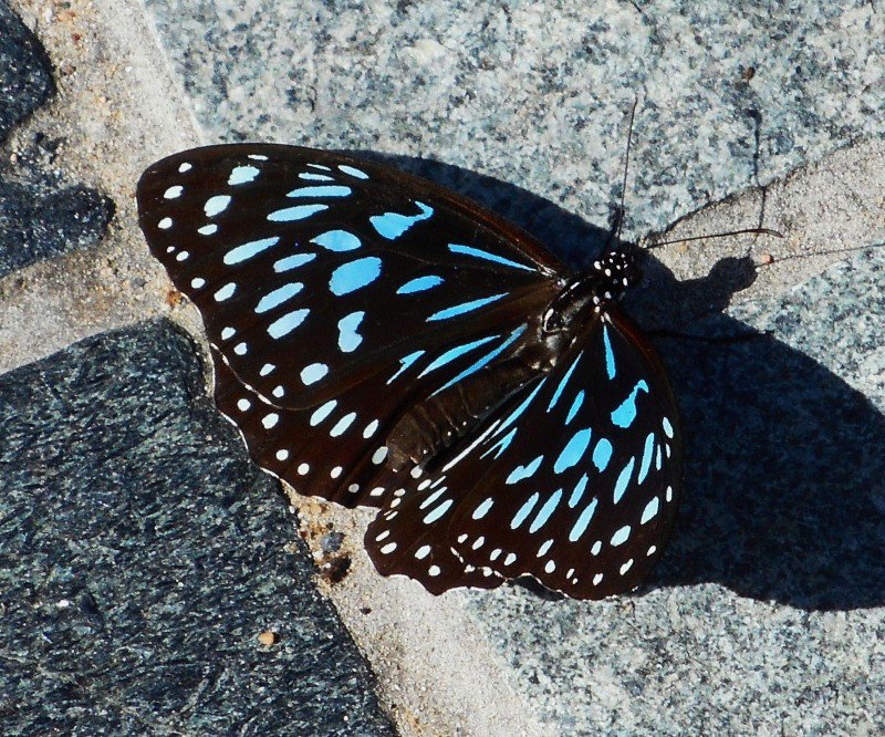 A Blue Tiger Butterfly