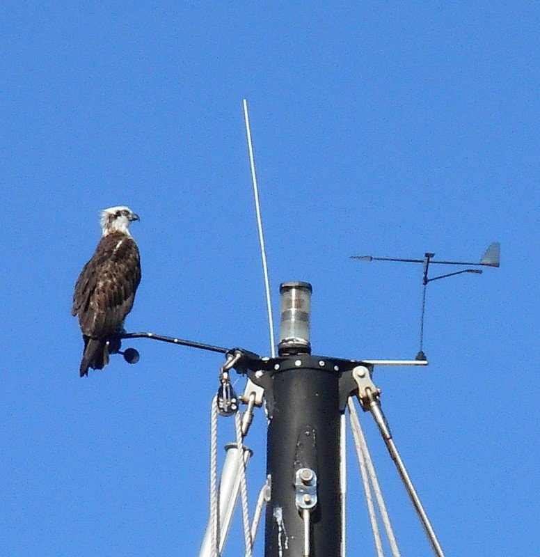 A Sea Eagle enjoying the view from the top of a tall mast.