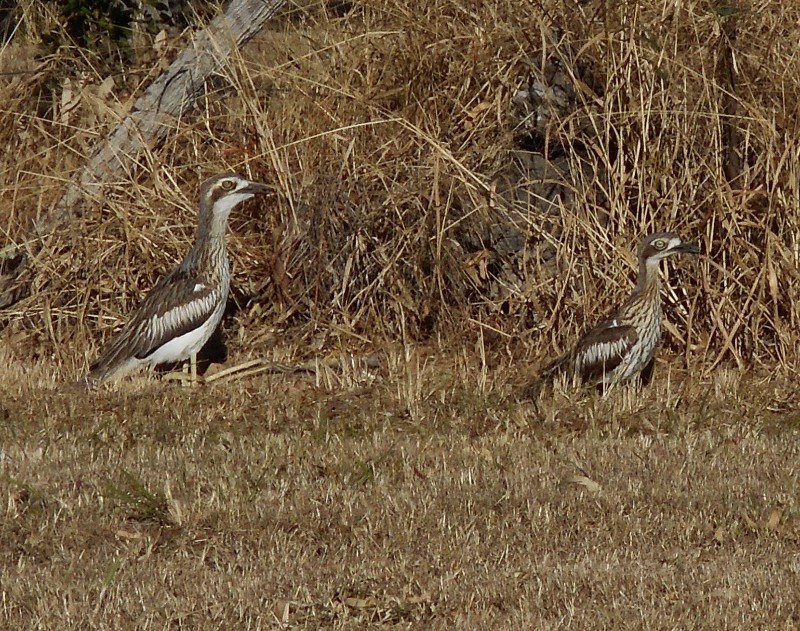 A pair of Bush Stone Curlews