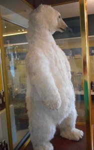 Bundaberg Distillery's Iconic Polar Bear