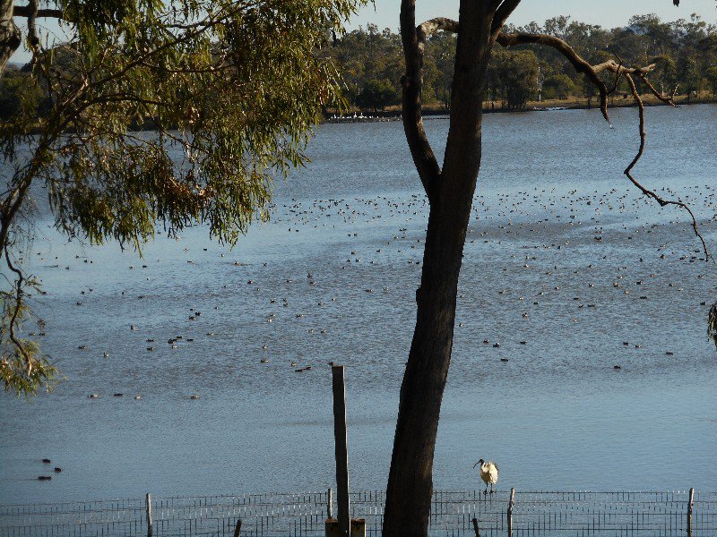 Hundreds of Birds on Murray Lagoon, Rockhampton