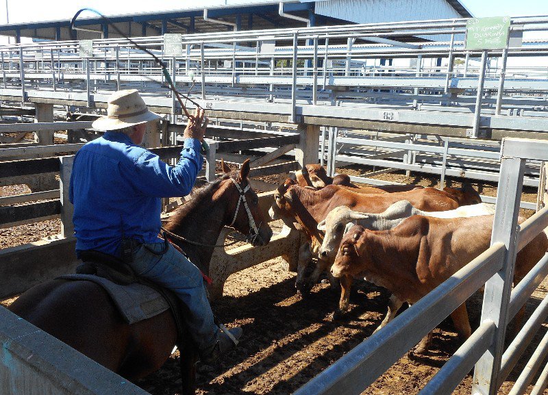 Gracemere Saleyards, Qld