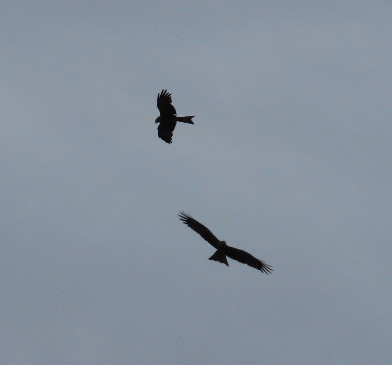 Black Kites over Yeppoon 