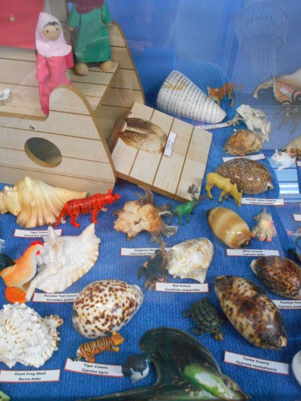 Yeppoon Noah's Ark Shell Collection