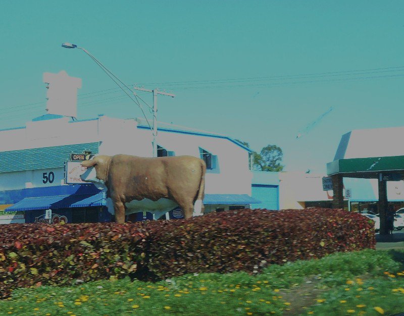 A Braford Bull Statue, Rockhampton