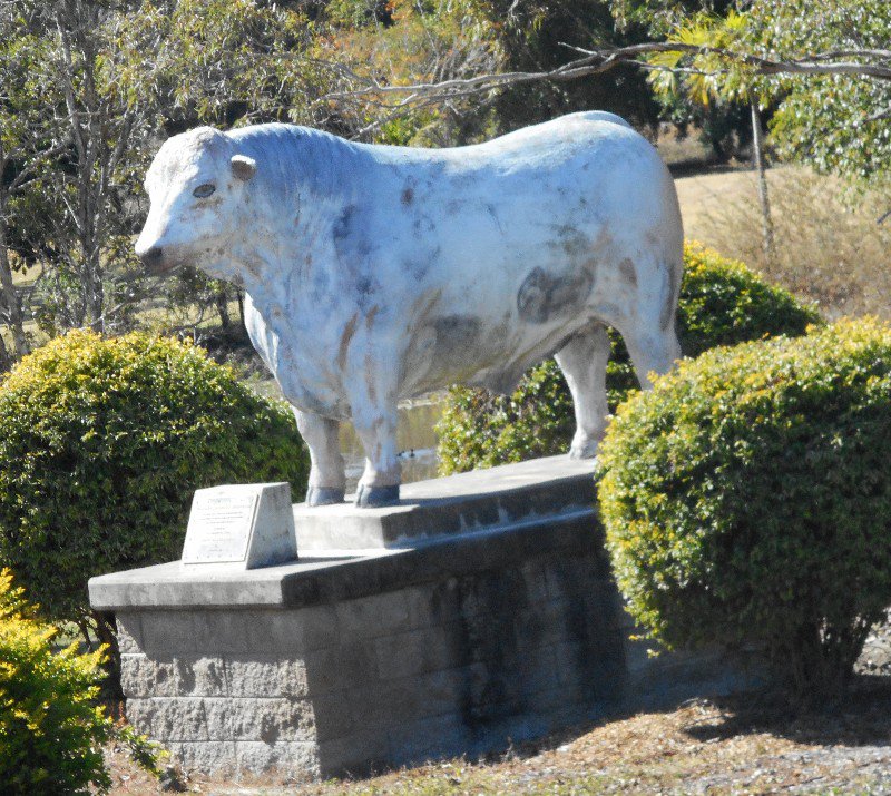 A Charbray Bull Statue, Rockhampton