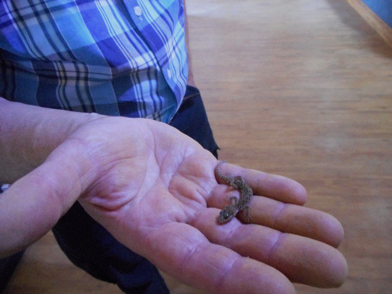 The Rescued Gecko