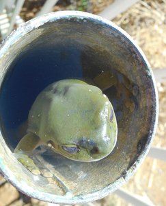 A Frog in a Pole