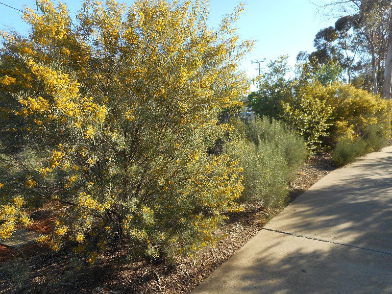 Longreach Botanic Walk
