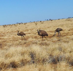 Emus Along the Road to Winton