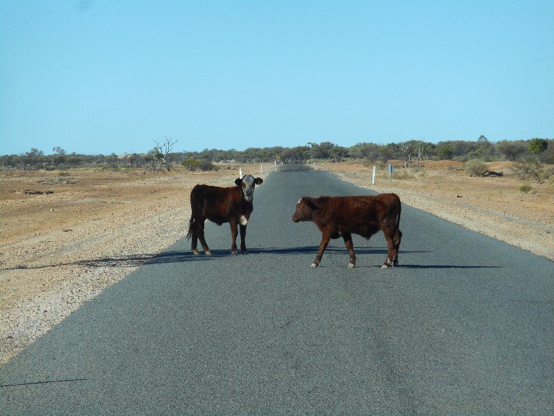 Steers Have the Right of Way