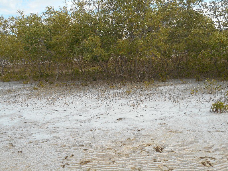Mangroves on the Beach and "Roo Prints