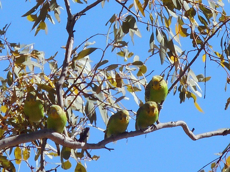 Wild Budgerigars at Terry's Lookout