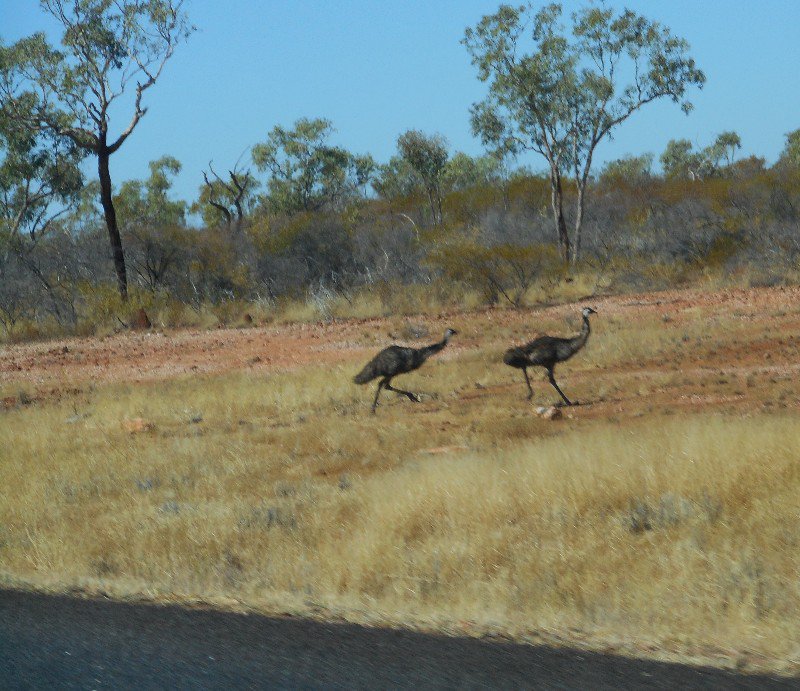 Why did the Emu Cross the Road?
