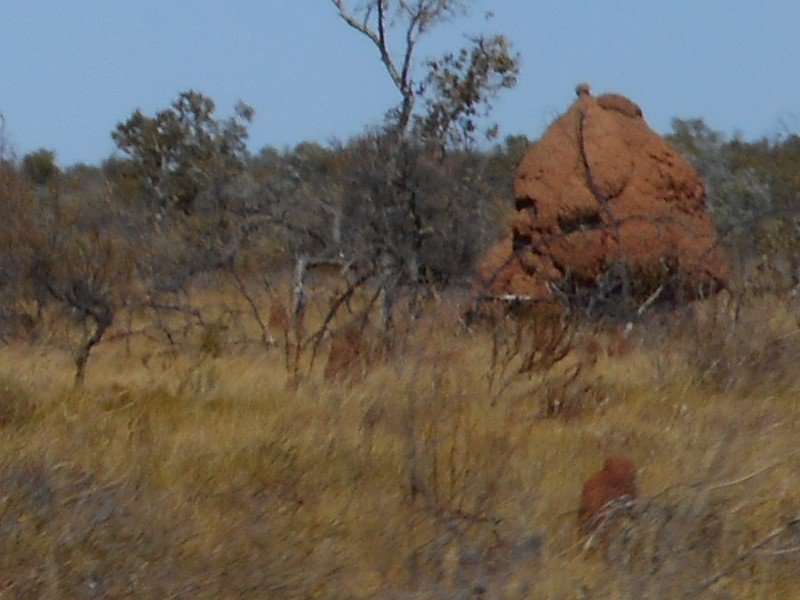 Termite Mounds are Growing