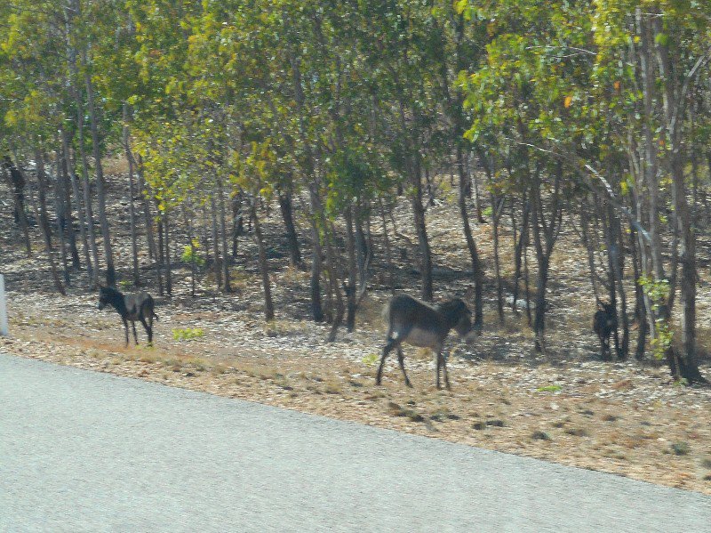 Feral Donkeys on the Way to Kakadu