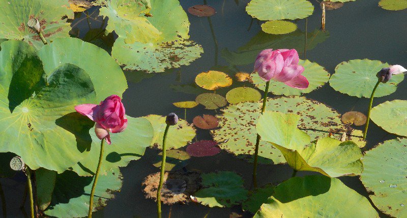 Lotus Lillies