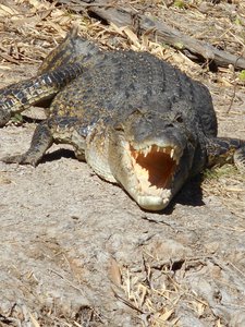 A Large Female Estuarine Crocodile