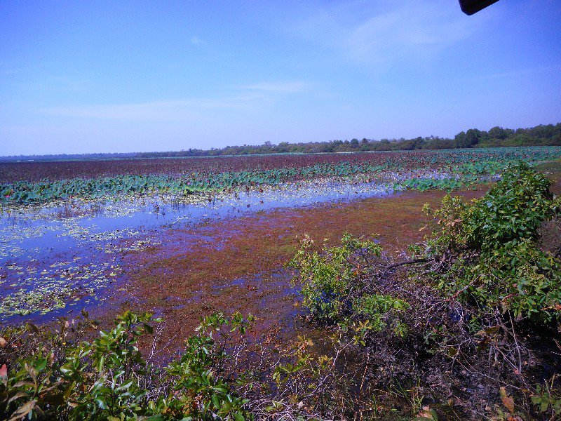 Manukala  Wetlands