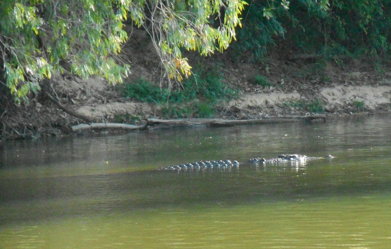 A 4.5 metre Male Crocodile 