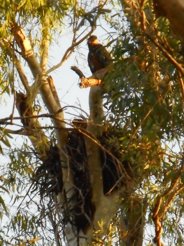 A Juvenile White-Bellied Sea Eagle