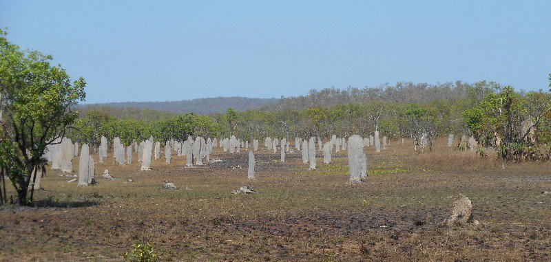 Magnetic Termite Mounds