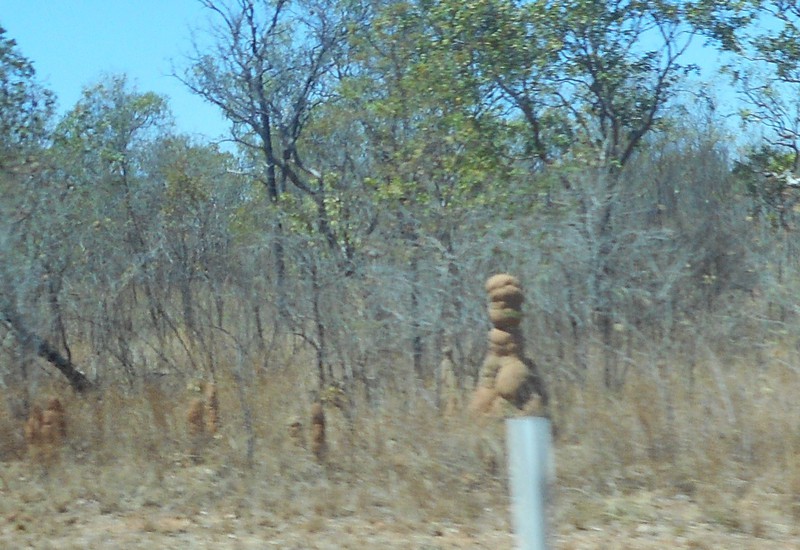 More Unusual Termite Mounds