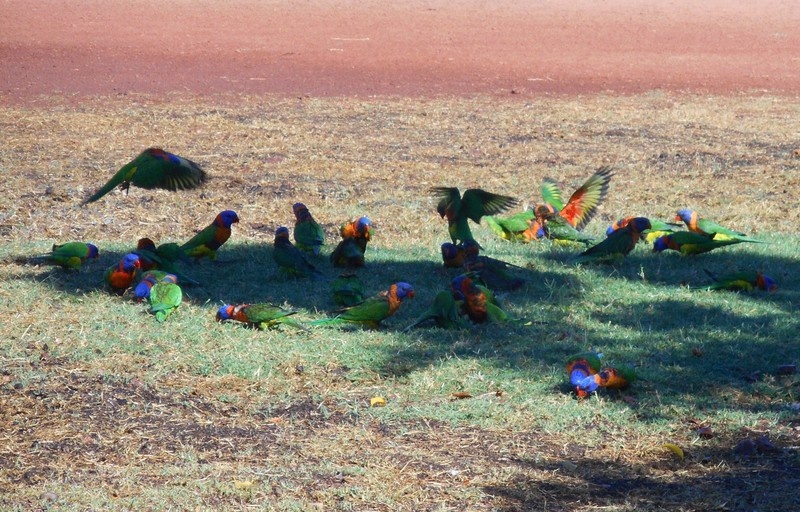 A Small Group of the Red-Collared Lorikeets