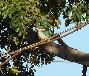 A Sacred Kingfisher